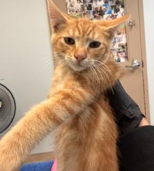 Shelter Stray Male Cat last seen Near S 29th Street, San Diego, CA, 92113, San Diego, CA 92110