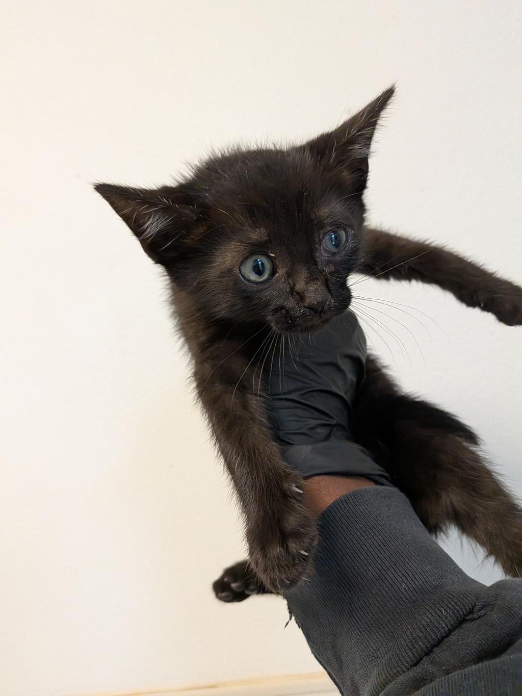 Shelter Stray Male Cat last seen Near 43rd Street, San Diego, CA, 92105, San Diego, CA 92110