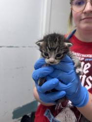 Shelter Stray Male Cat last seen NW Russell Road, Poulsbo, WA, 98370, Silverdale, WA 98383
