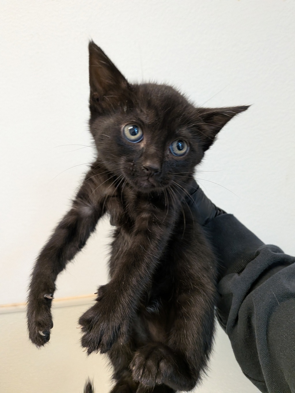 Shelter Stray Female Cat last seen Near 43rd Street, San Diego, CA, 92105, San Diego, CA 92110