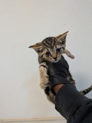 Shelter Stray Female Cat last seen Near 43rd Street, San Diego, CA, 92105, San Diego, CA 92110