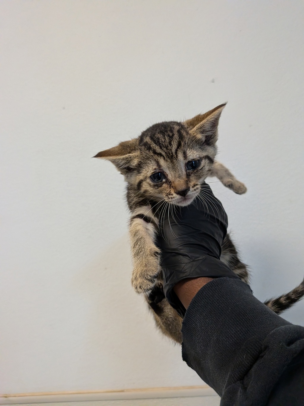 Shelter Stray Female Cat last seen Near 43rd Street, San Diego, CA, 92105, San Diego, CA 92110