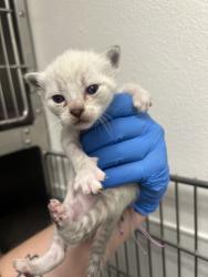 Shelter Stray Female Cat last seen NW Russell Road, Poulsbo, WA, 98370, Silverdale, WA 98383