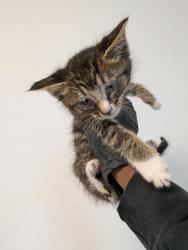 Shelter Stray Male Cat last seen Near 43rd Street, San Diego, CA, 92105, San Diego, CA 92110