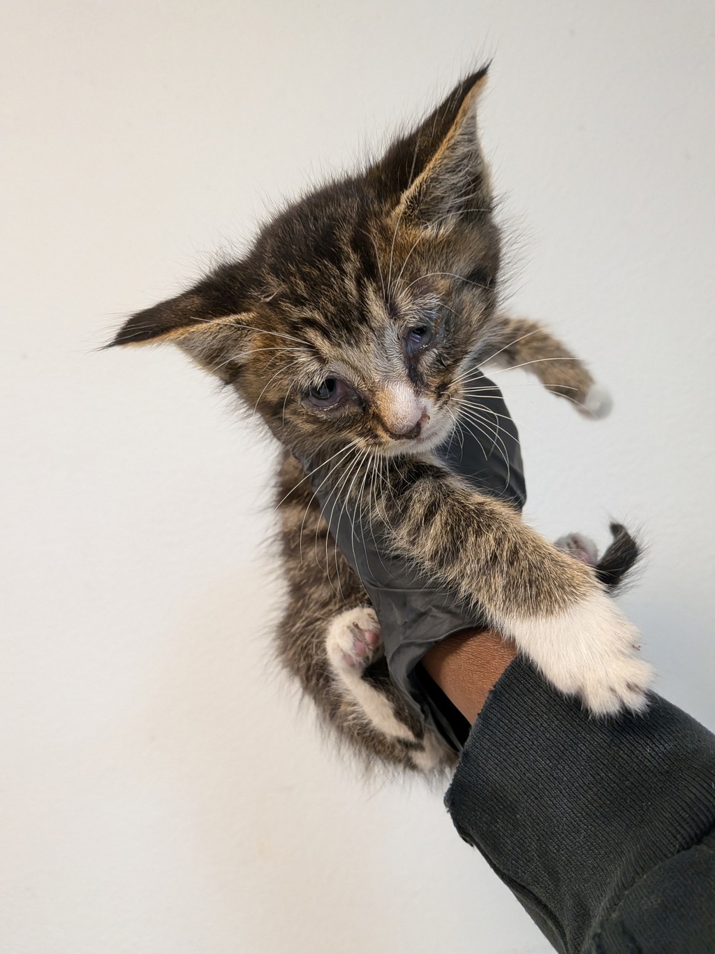 Shelter Stray Male Cat last seen Near 43rd Street, San Diego, CA, 92105, San Diego, CA 92110
