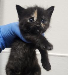 Shelter Stray Unknown Cat last seen NW Russell Road, Poulsbo, WA, 98370, Silverdale, WA 98383