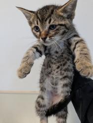 Shelter Stray Female Cat last seen Near 43rd Street, San Diego, CA, 92105, San Diego, CA 92110