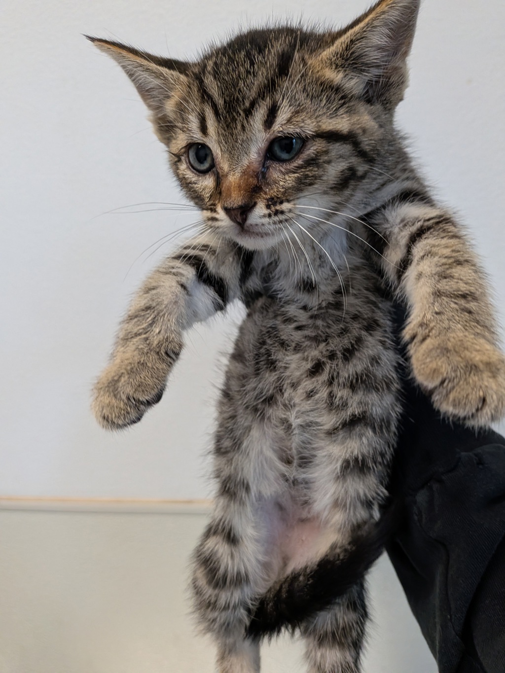 Shelter Stray Female Cat last seen Near 43rd Street, San Diego, CA, 92105, San Diego, CA 92110