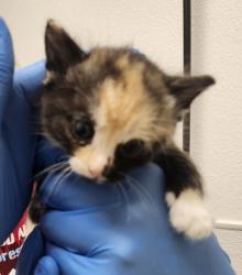 Shelter Stray Female Cat last seen NW Russell Road, Poulsbo, WA, 98370, Silverdale, WA 98383