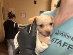 Shelter Stray Female Dog last seen E Jason Street, Encinitas, CA, 92024, Oceanside, CA 92058