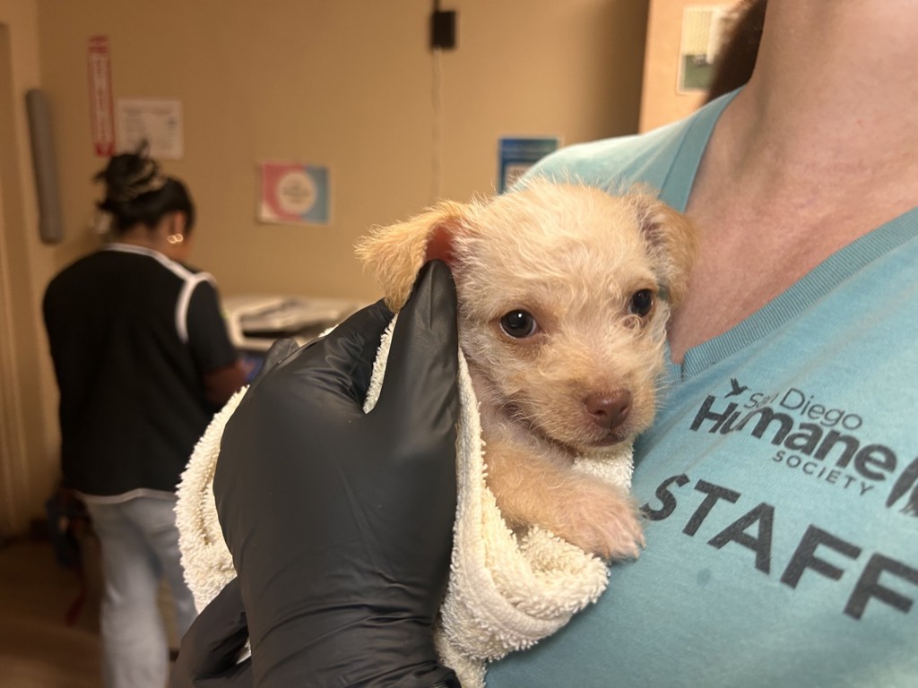 Shelter Stray Female Dog last seen E Jason Street, Encinitas, CA, 92024, Oceanside, CA 92058