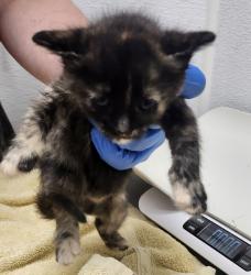 Shelter Stray Female Cat last seen NW Russell Road, Poulsbo, WA, 98370, Silverdale, WA 98383
