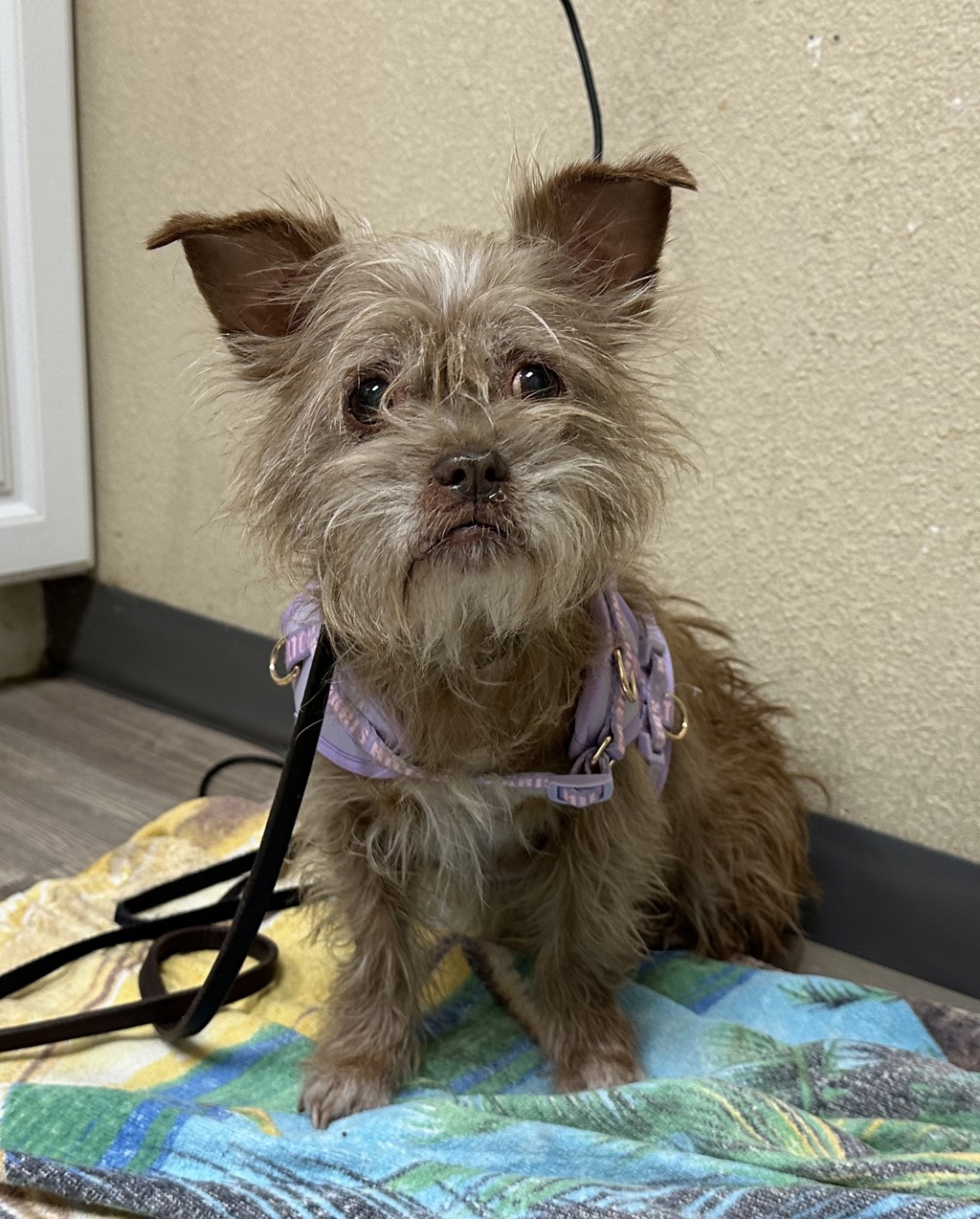 Shelter Stray Female Dog last seen Nevada, Vista, CA, 92084, Oceanside, CA 92058