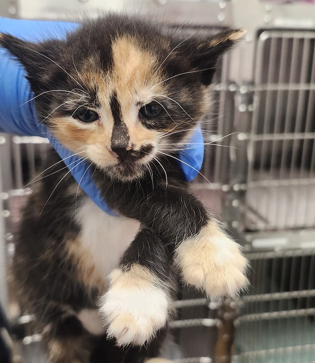 Shelter Stray Female Cat last seen NW Russell Road, Poulsbo, WA, 98370, Silverdale, WA 98383