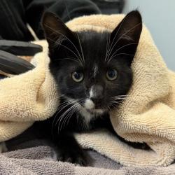 Shelter Stray Male Cat last seen Near Harrison Avenue, San Diego, CA, 92113, San Diego, CA 92110
