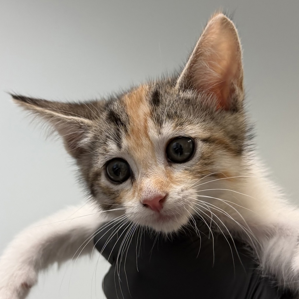 Shelter Stray Female Cat last seen Near Billow Drive, San Diego, CA, 92114, San Diego, CA 92110