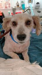 Shelter Stray Male Dog last seen 45th Street, San Diego, CA, 92105, San Diego, CA 92110