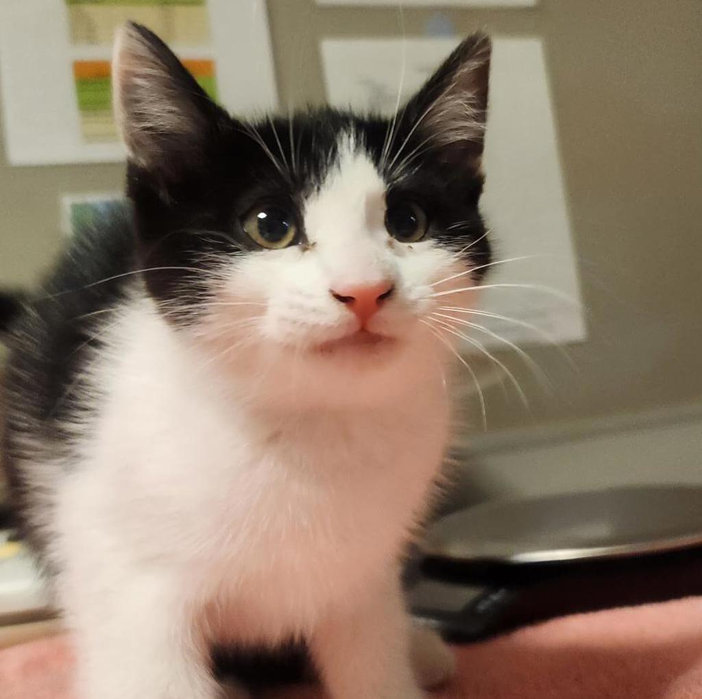Shelter Stray Female Cat last seen Near Hesperian Boulevard, HAYWARD, CA, 94541, Oakland, CA 94621