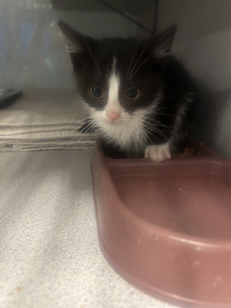 Shelter Stray Female Cat last seen Apt 209,1025 N 900 W, SALT LAKE CITY, UT, 84116, Taylorsville, UT 84123