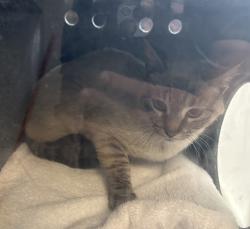 Shelter Stray Female Cat last seen N W, SALT LAKE CITY, UT, 84103, Taylorsville, UT 84123