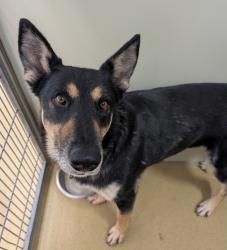 Shelter Stray Female Dog last seen Near Nyemii Pass, San Pasqual, CA, 92082, Escondido, CA 92027
