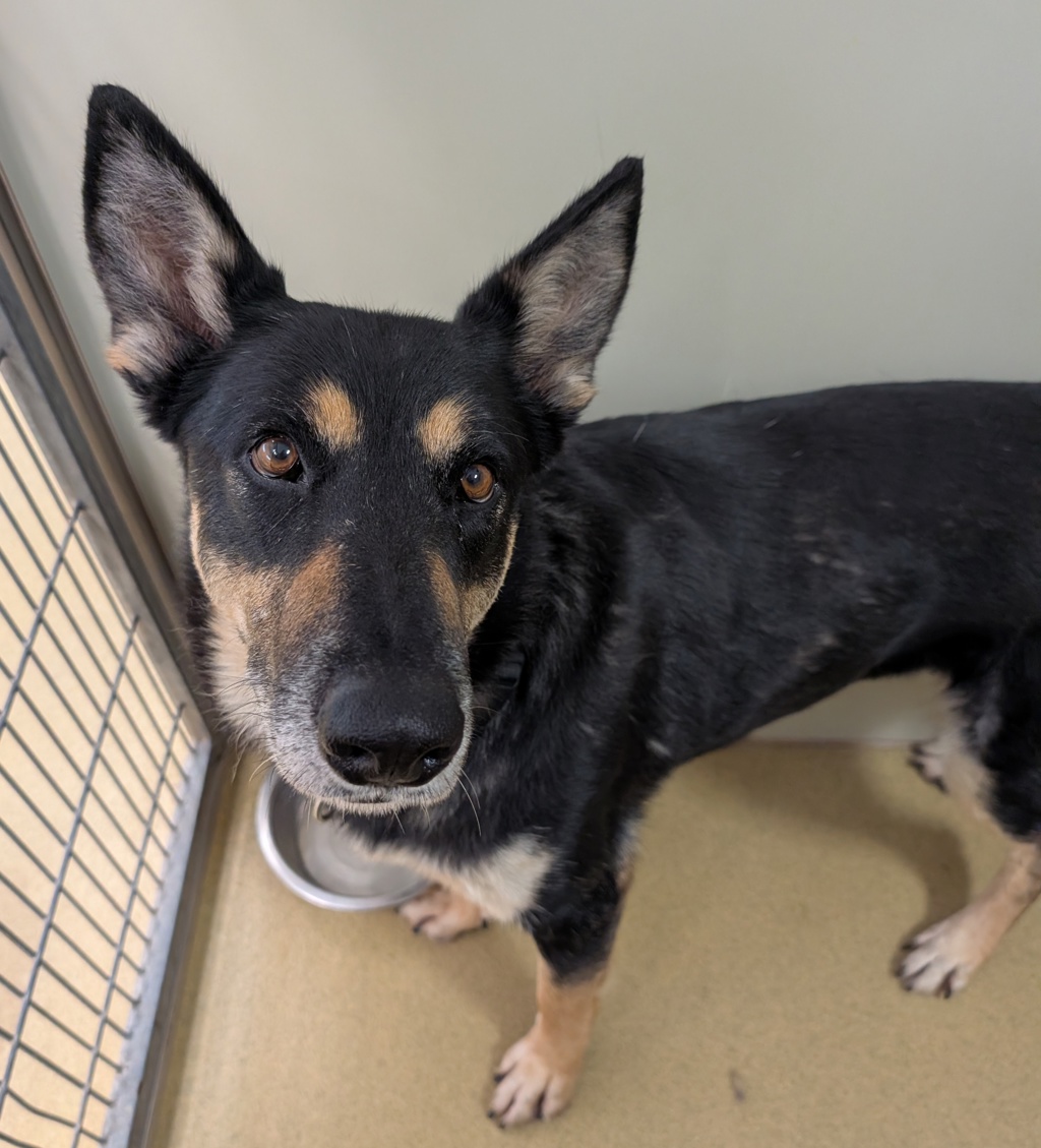 Shelter Stray Female Dog last seen Near Nyemii Pass, San Pasqual, CA, 92082, Escondido, CA 92027, USA