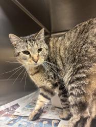 Shelter Stray Unknown Cat last seen Cardini Place, VIRGINIA BEACH, VA, 23453, Virginia Beach, VA 23451