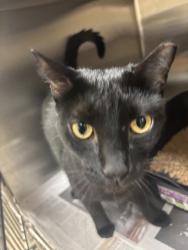 Shelter Stray Male Cat last seen Lake Huron Drive, VIRGINIA BEACH, VA, Virginia Beach, VA 23451