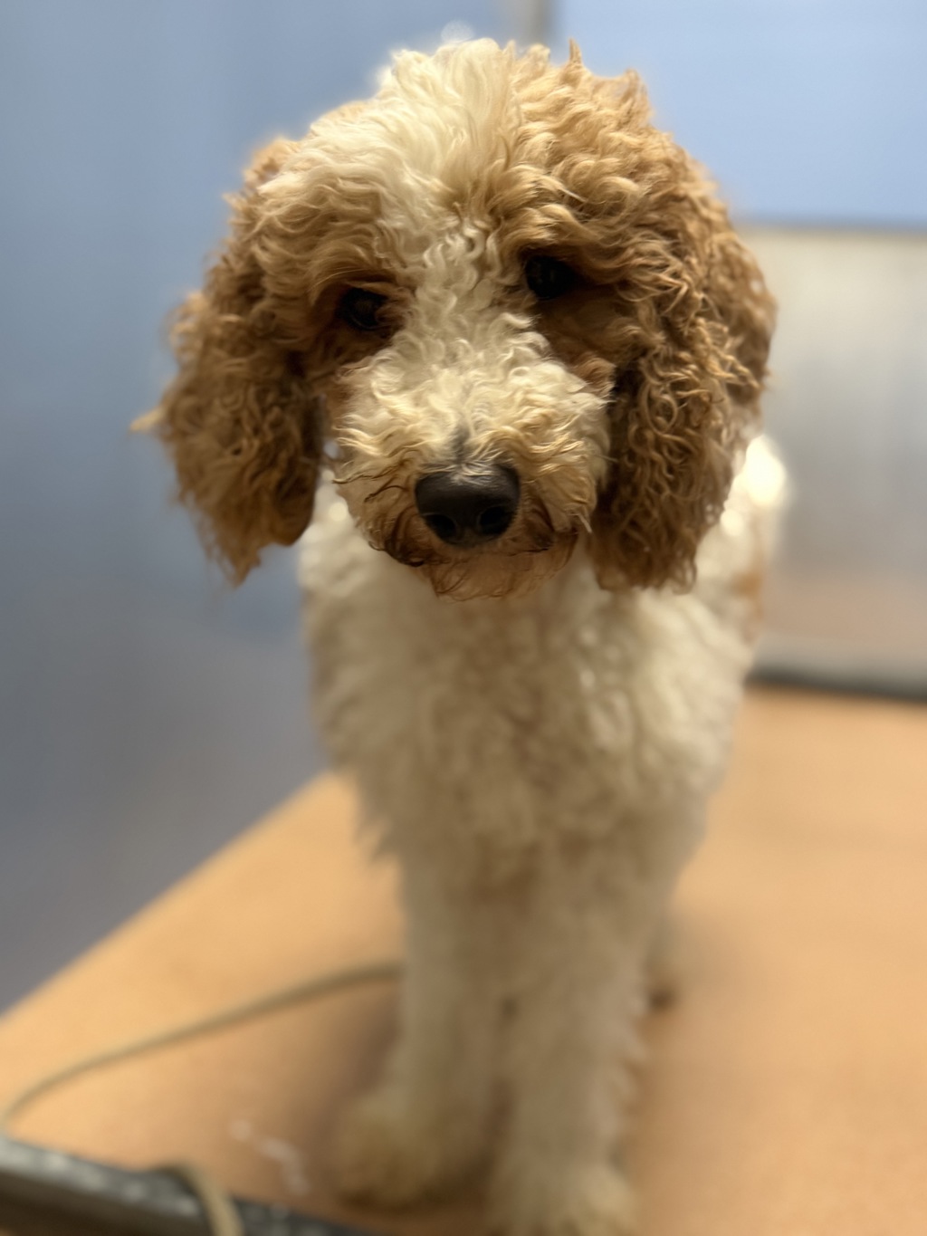 Shelter Stray Female Dog last seen Hamilton Street, San Diego, CA, 92116, 5500 Gaines St, San Diego, CA 92110, USA