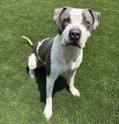 Shelter Stray Male Dog last seen Near W Main Street, El Cajon, CA, 92020, El Cajon, CA 92020