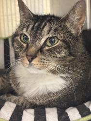 Shelter Stray Female Cat last seen Curry Circle, VIRGINIA BEACH, VA, 23462, Virginia Beach, VA 23451
