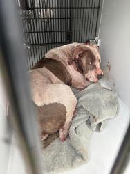 Shelter Stray Female Dog last seen 134th/Powell, OR, Troutdale, OR 97060