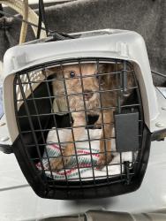 Shelter Stray Male Dog last seen 82nd/multnomah, OR, Troutdale, OR 97060