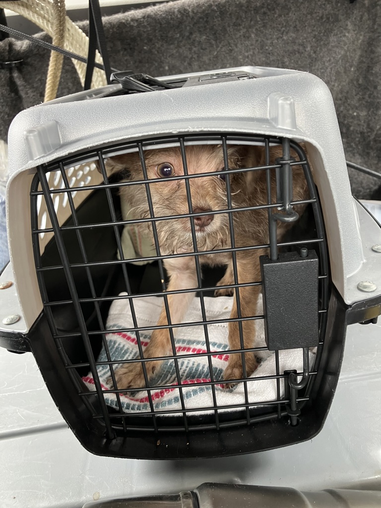 Shelter Stray Male Dog last seen 82nd/multnomah, OR, Troutdale, OR 97060