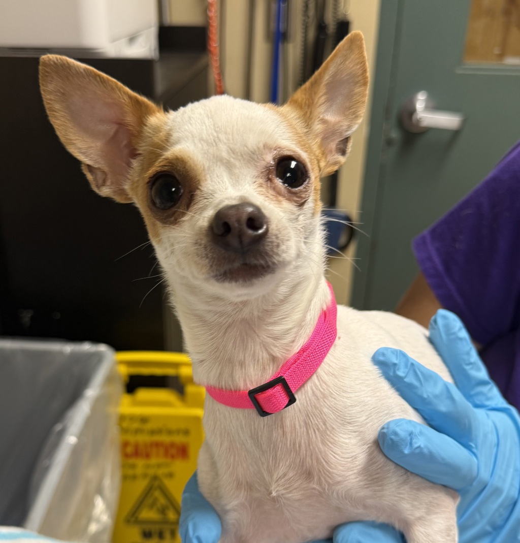 Shelter Stray Female Dog last seen NE fremont/33, OR, Troutdale, OR 97060