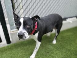 Shelter Stray Female Dog last seen Near Crown Point Drive, San Diego, CA, 92109, San Diego, CA 92110