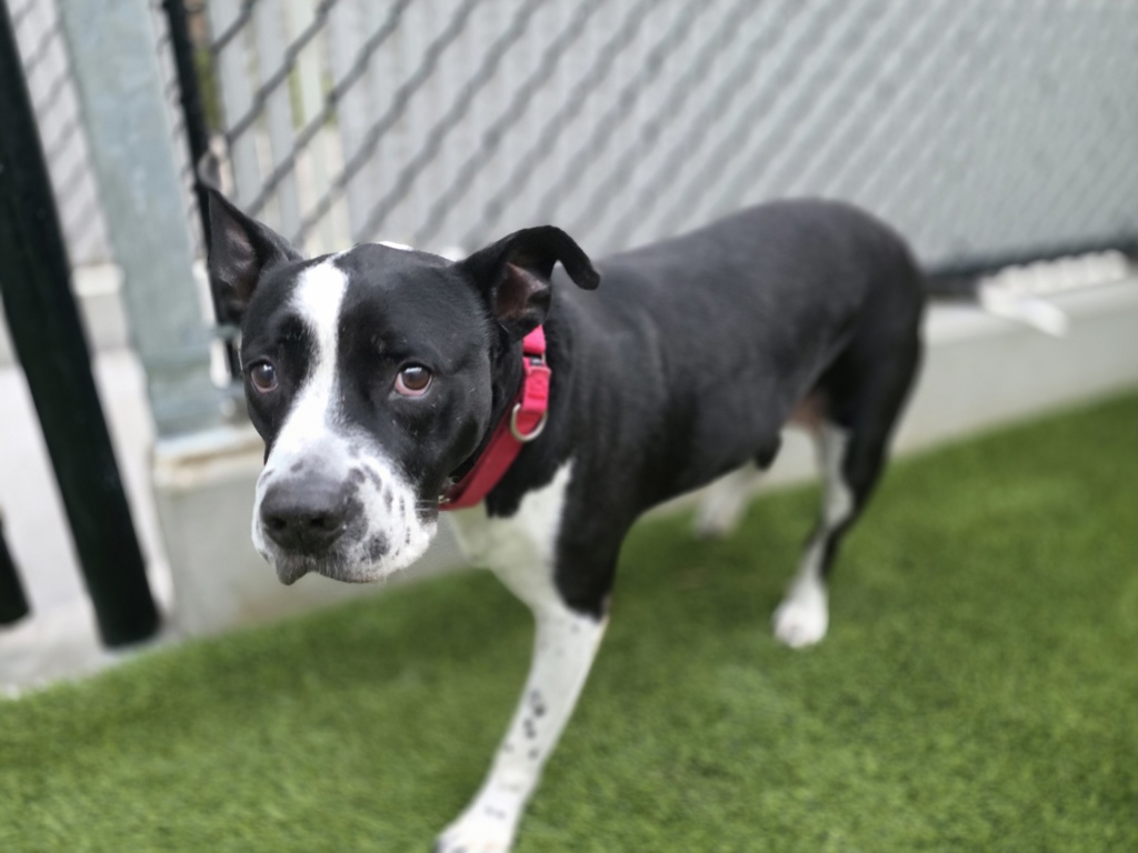 Shelter Stray Female Dog last seen Near Crown Point Drive, San Diego, CA, 92109, 5500 Gaines St, San Diego, CA 92110, USA
