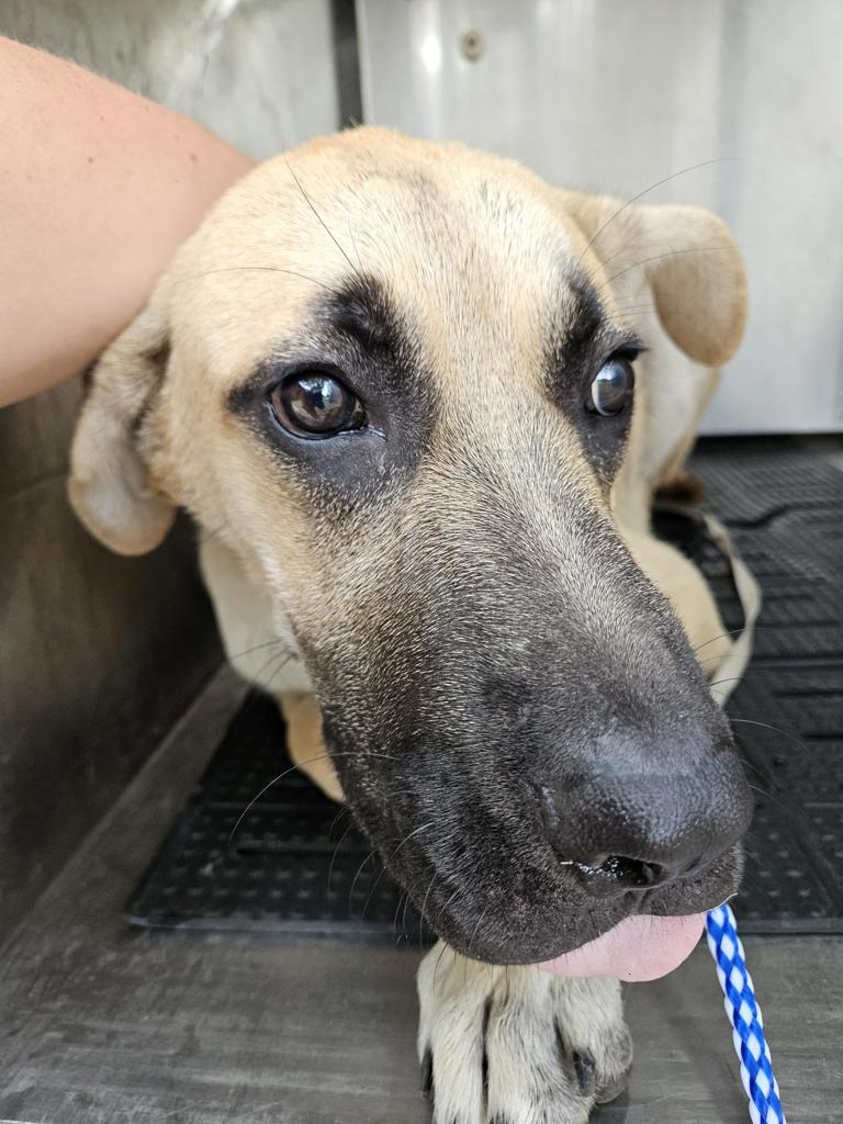 Shelter Stray Male Dog last seen AUSTIN, TX, 78757, Austin, TX 78702