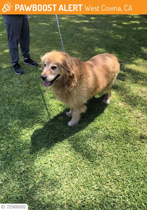 Found/Stray Male Dog last seen Workman & Hollenbeck, West Covina, CA 91790