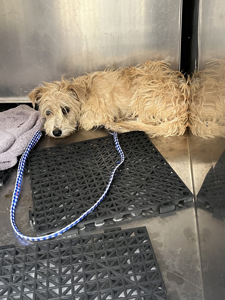 Shelter Stray Unknown Dog last seen Near Valleyside Road, AUSTIN, TX, 78731, Austin, TX 78702