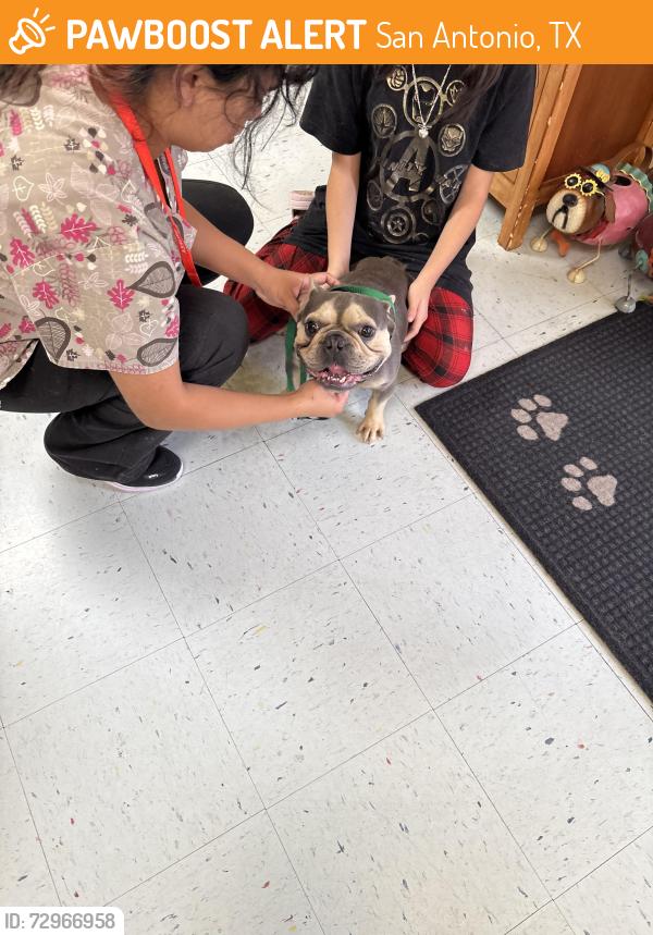 Found/Stray Male Dog last seen Acclaim court, San Antonio, TX 78244
