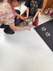 Found/Stray Male Dog last seen Acclaim court, San Antonio, TX 78244