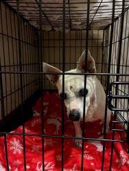 Shelter Stray Male Dog last seen S Pleasant valley Rd, AUSTIN, TX, 78744, Austin, TX 78702
