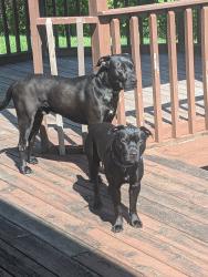 Reunited Male Dog last seen 21st Street and Maradona Dr, Indianapolis, IN 46214