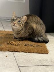 Reunited Female Cat last seen Jason St & S. Gessner Rd Houston, Tx 77074, Houston, TX 77074