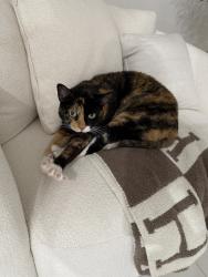 Lost Female Cat last seen Kendall and 132, Miami, FL 33183