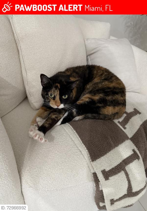 Lost Female Cat last seen Kendall and 132, Miami, FL 33183