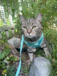 Lost Male Cat last seen Lawrence avenue, elm street, Westfield, NJ 07090