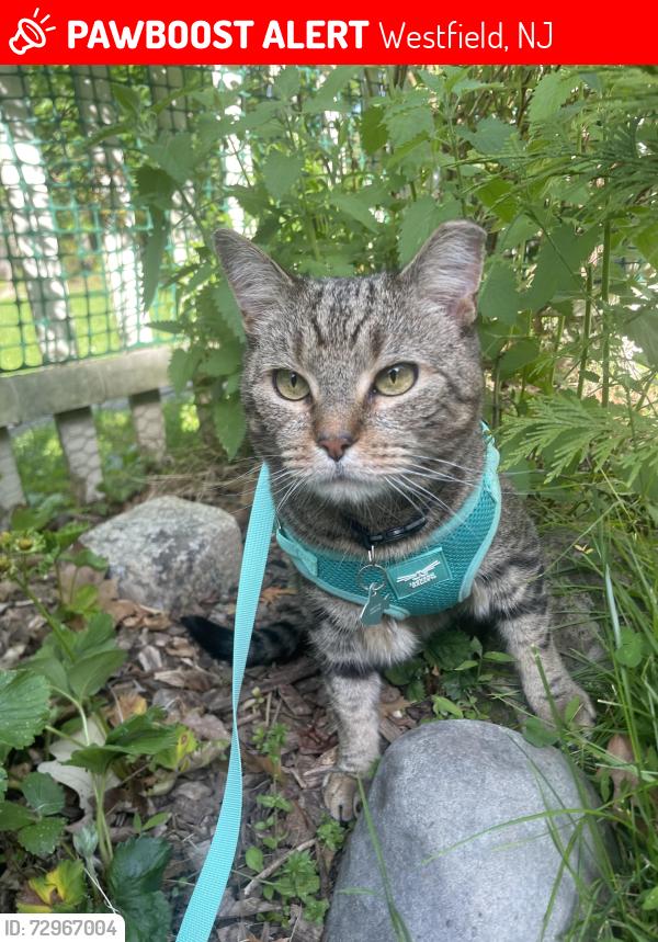 Lost Male Cat last seen Lawrence avenue, elm street, Westfield, NJ 07090