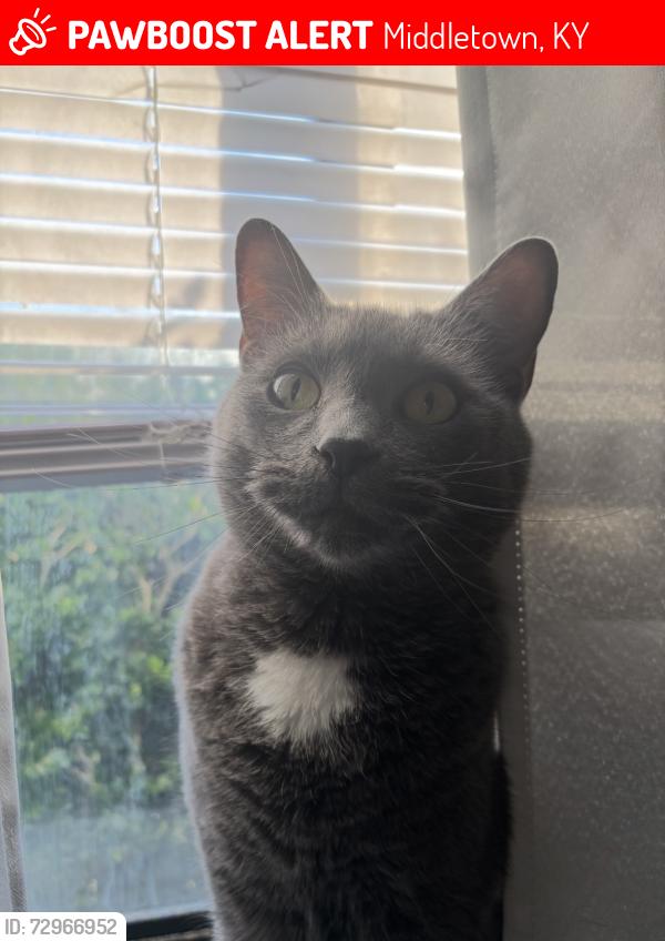 Lost Male Cat last seen Center Grove Ln, Middletown, KY 40223